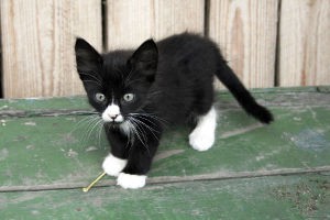 Black and White Kitten Names