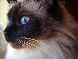 Names for Ragdoll Cats