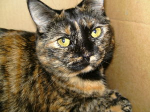 Tortioiseshell cat names_marble colored
