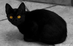 boy cat names black