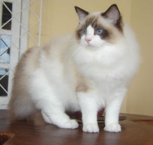 Ragdoll Cat Names_Colorpoint