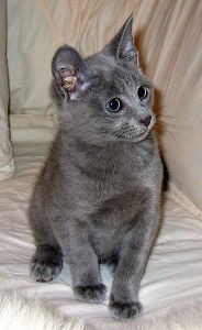 Russian Blue Cat Names