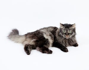 Siberian Cat Names