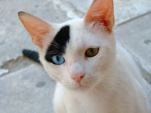 Unique Cat Names_Blue and Yellow Eyes