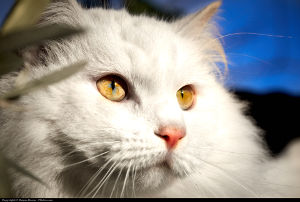Unique Female Cat Names_Yellow Eyes
