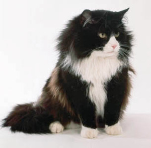 cat names for black and white cats