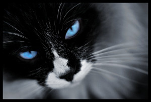Unisex-cat-names_cat-names-city_black-and-white