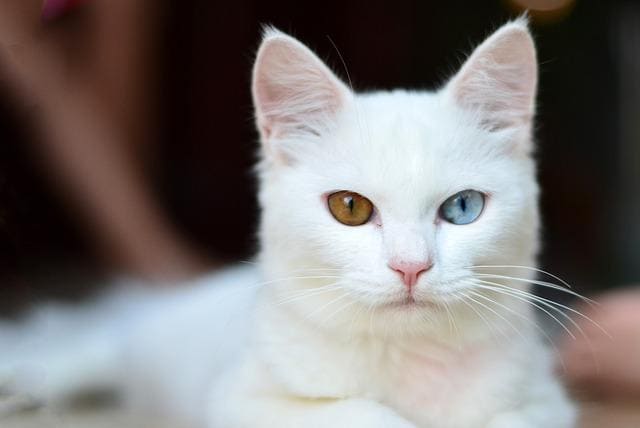 white cat names