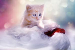 christmas cat names female