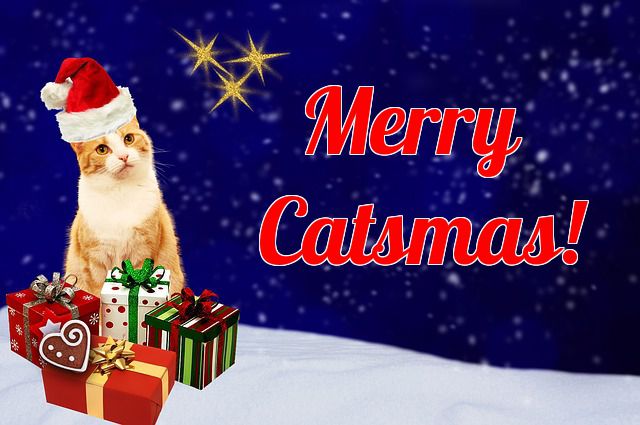 christmas themed cat names